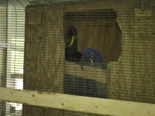 MYSTIC AND MIDNIGHT ON EGG