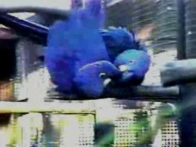 hyacinthmacawscopulating.wmv